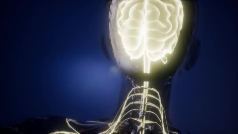 Anatomy-of-Human-Brain